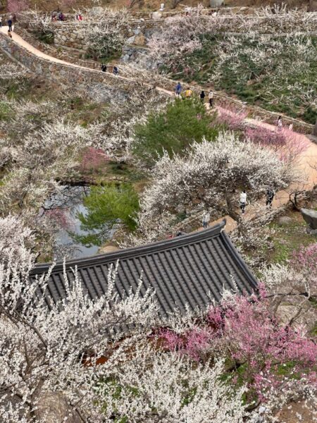 Pond and Korean Hanok House at the Plum Village in Spring