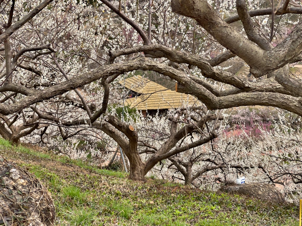Plum trees blooming at Maehwa Village