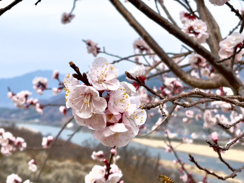 Plum Blossom at Maehwa Village