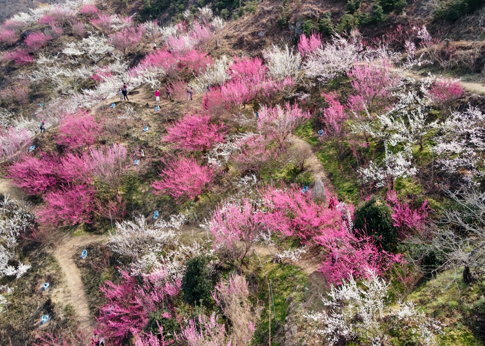 Colorful Plum Blossom at Maehwa Village