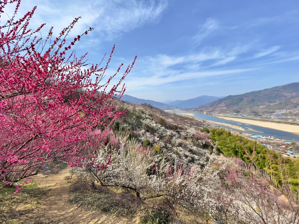 View from the top of the Plum Village - Gwangyang Plum Blossom Festival
