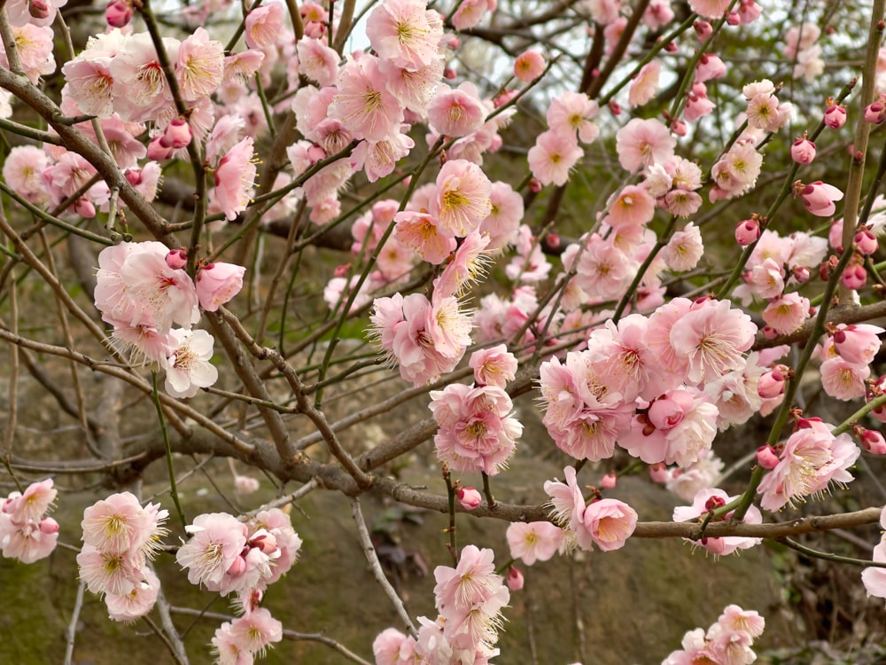 Plum Blossom at Maehwa Village