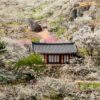 Maehwa Village - Plum Blossom in Gwangyang