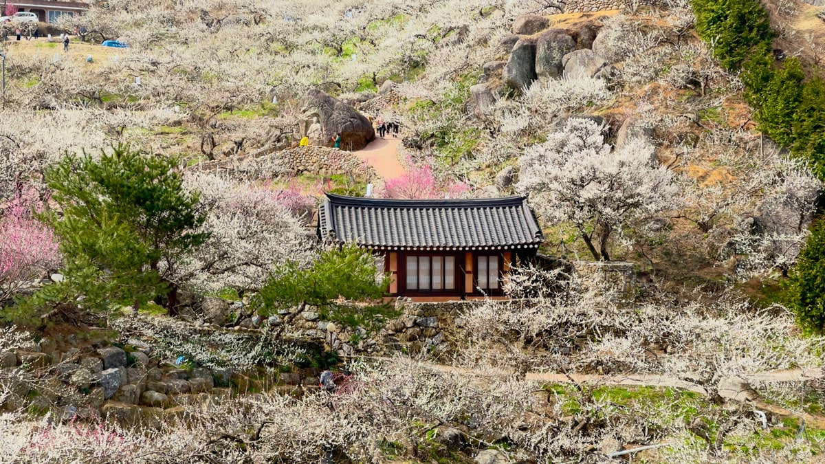 Maehwa Village - Plum Blossom in Gwangyang